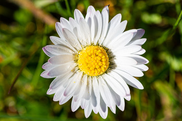 Fototapeta premium white daisy flower
