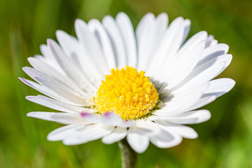 Fototapeta premium white daisy flower
