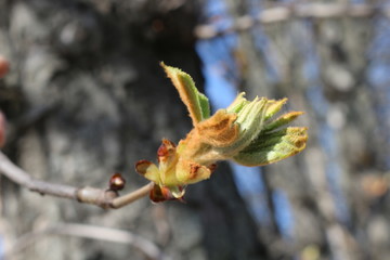 
Young fresh chestnut leaves emerged from buds in spring