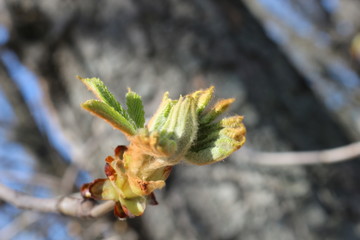 
Young fresh chestnut leaves emerged from buds in spring