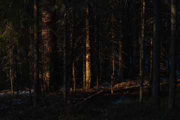 Spring forest at warm sunset.