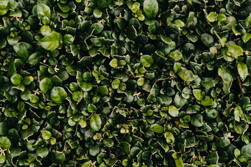 Spring green grass texture with flowers