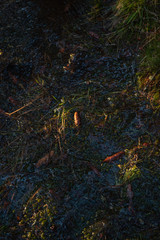 Fir cones on soft thawed moss