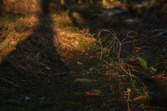 Spring forest at warm sunset.