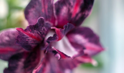 Adenium petals close-up. Blooming succulent. Flower close-up. Beautiful blossoming flower with delicate petals.