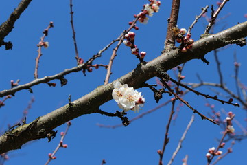 Apricot tree branches strewn with buds and white flowers on a sunny day in early spring