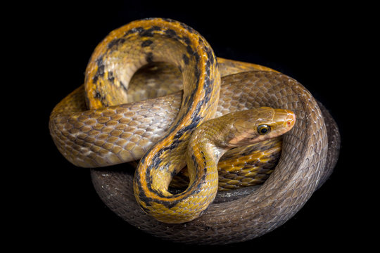 Coelognathus flavolineatus, the black copper rat snake or yellow striped snake, is a species of Colubrid snake found in Southeast Asia. isolated on black background