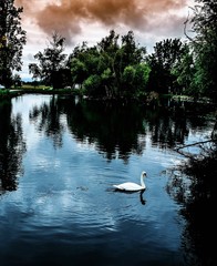 Swan in Alsace