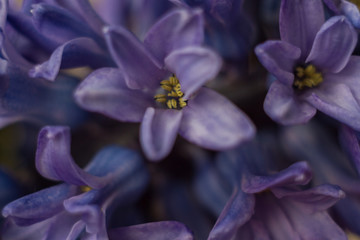 close up of a purple flower