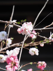 花桃