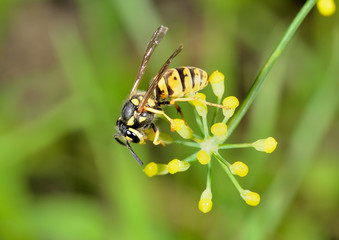 avispa común en una flor amarilla  (Vespula Vulgaris) Marbella Andalucía España