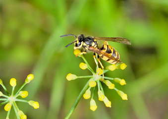 avispa común posada en una flor amarilla y fondo verde (Vespula Vulgaris) Marbella Andalucía España