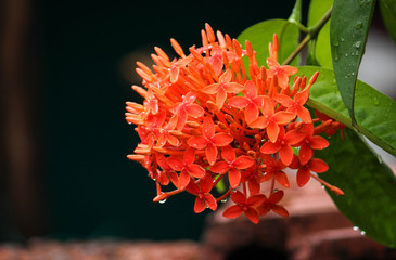 red and yellow flowers
