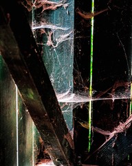 spiderweb in alsace