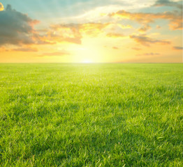 grass field in the morning sunrise at golf course.