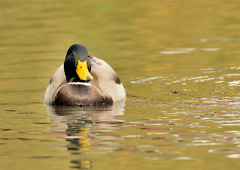 pato ánade azulón nadando en el estanque del parque (anas platyrhynchos) Marbella Andalucía...