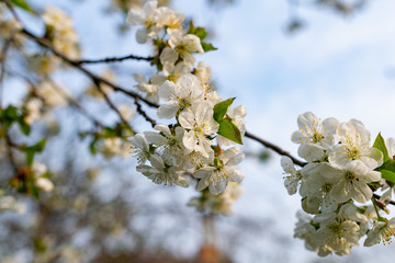 There are many white flowers on the cherry tree. Fluffy delicate petals on thin twigs and green leaves. Spring mood and beautiful nature.