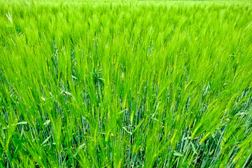 Nice Green Field with Growing Grain During Beautiful Day