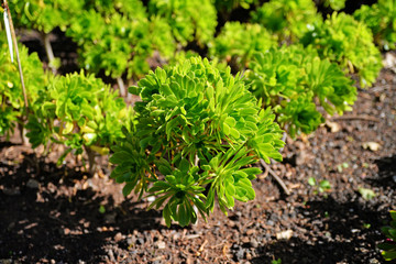 green grass in the garden