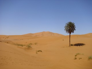 Fototapeta na wymiar desert wasteland sand dune sahara