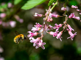 bee on pink flower