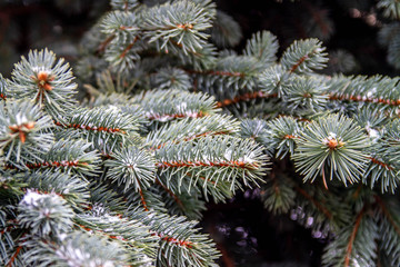 Texture of fir branches and thorns for Christmas background. The needles of fir tree in the snow. Winter.