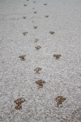 Human footprints on thin snow, through the snow you can see the asphalt. Jumping on snow in winter.