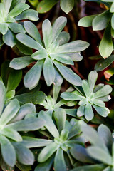 Green succulent plant background.