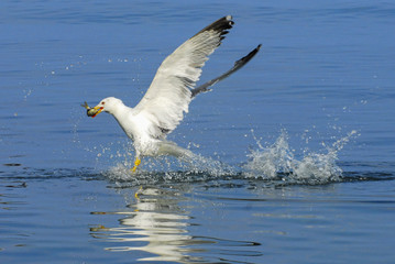 Seagulls fishing. Gallipoli, Canakkale / Turkey.