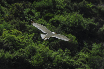 Flying seagulls. Gallipoli, Canakkale / Turkey.