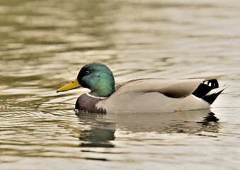 pato ánade azulón nadando en le lago del parque  (anas platyrhynchos) Marbella Andalucía España 