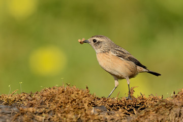 tarabilla europea  hembra posada en el musgo y fondo verde  (saxicola rubicola) Marbella Andalucía España 