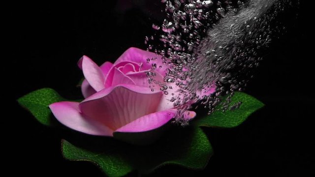 Lotus flowers and colors under the water on a black background