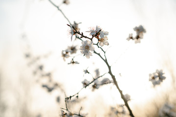 Beautiful floral spring abstract background of nature.Branches of blossoming apricot macro with soft focus on gentle light blue sky background. For easter and spring greeting cards with copy space