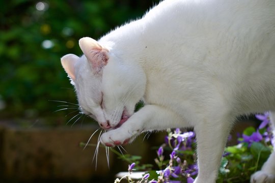 White Cat Licking Paw