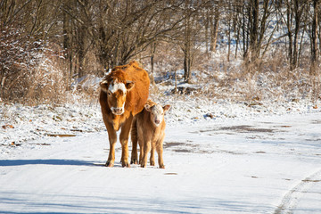 Mother and Calf in Snow