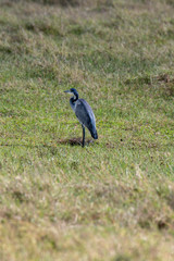 Black-headed Heron (Scientific name: Ardea melanocephala) in the Ngorongoro crater conservancy
