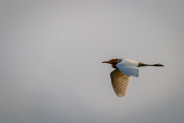 Cattle Egret