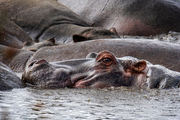 Huge hippo in the Ngorongoro National Park, Tanzania
