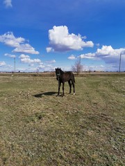 Fototapeta na wymiar horse on the farm