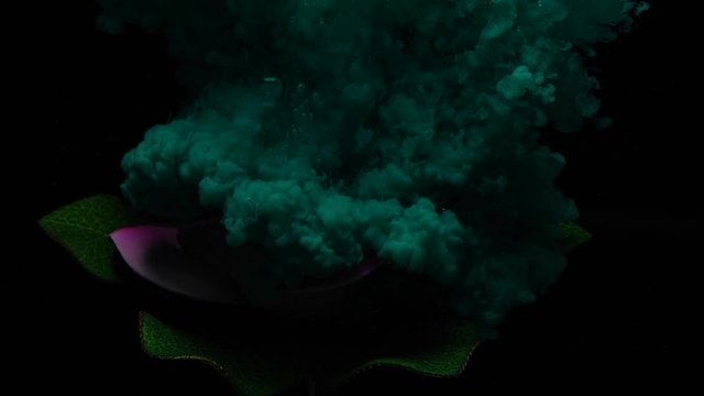 Lotus flowers and colors under the water on a black background