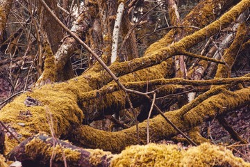 The skeleton of a dead tree with moss