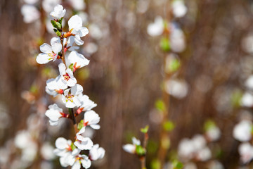 White flowers on a bush.