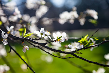 Fototapeta premium Blooming cherry branch.