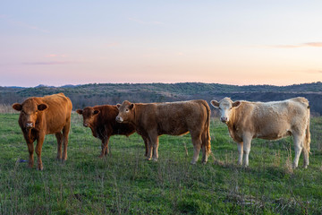 Cows at Sunset