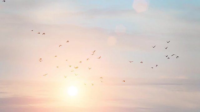 Flock of birds flying with blue sky and sunlight in the background. Tranquil nature scene. Concept of freedom and travel.