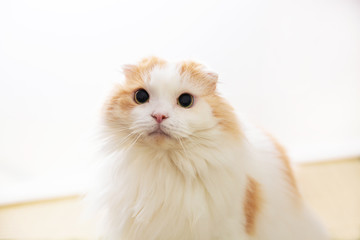 pretty cat looking camera, white background