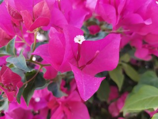 Obraz premium Closeup picture of bougainvillea flowers