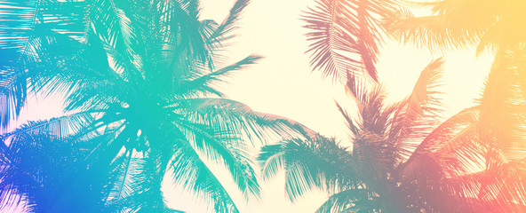 Fototapeta na wymiar Banner sized Background texture of tropical palm leaves