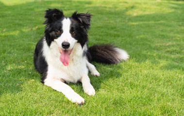 Happy border collie lying on the grass